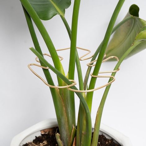 Tuteurs pour plantes - Lot de 5 - Tuteurs pour plantes grimpantes - Tuteurs en métal - Tuteurs avec anneaux - Tuteurs pour plantes d'intérieur - Support idéal pour la floraison - Doré (1/5)