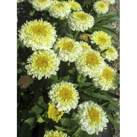 Marguerite 'Luna' Godet de 8/9 cm (1/4)