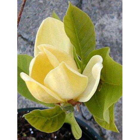 Magnolia  'Yellow Bird' Pot de 3L/4L (1/5)
