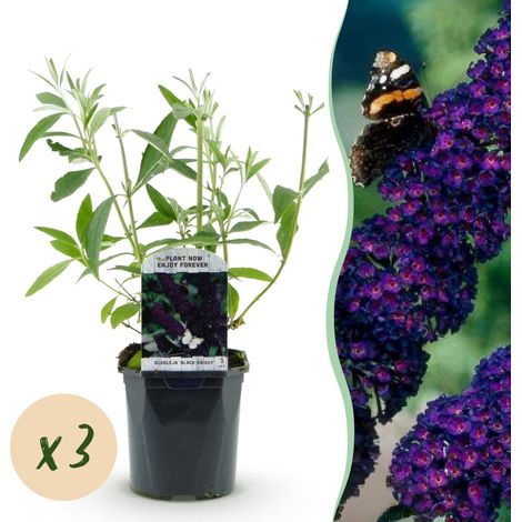 Arbre aux papillons Buddleja davidii Black Night Violet Lot de 3 Plantes de Jardin Pot 17cm 45cm - PANGIVO (1/5)