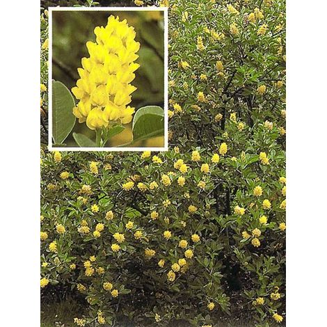 Genêt ananas Pot de 3L/4L (1/4)