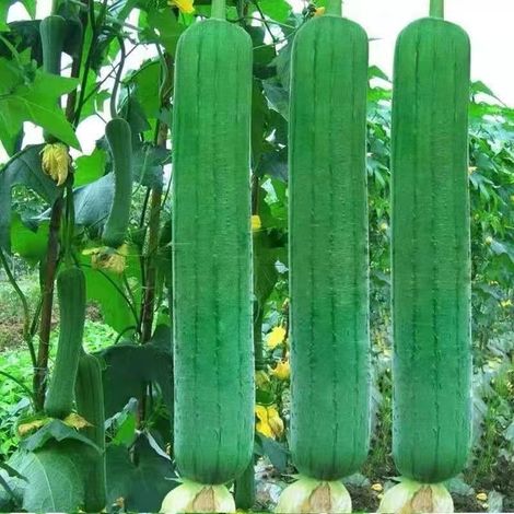 Courge éponge (Luffa cylindrica) – 15 graines – Légume grimpant – Éponge végétale – Culture en pleine terre ou pot (1/5)
