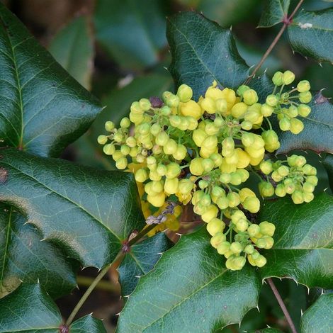 Mahonia media 'Winter Sun' - 60-80 cm pot (1/4)