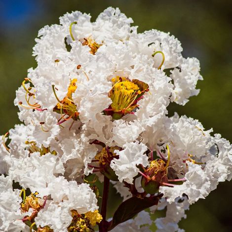Lilas des Indes Coconut Sorbet, Lagerstroemia/Pot de 3L - Touffe