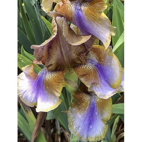 Iris des jardins 'Burnt Toffee' Rhizome, Calibre 10/15, qualité extra