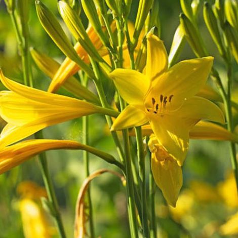 4 x Lis d'un jour - Hemerocallis lilioasphodelus  - godet 9x9 cm (1/4)