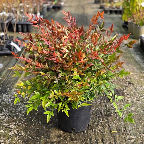 Nandina domestica "Gulf Stream" pianta sempreverde a cespuglio in vaso ø20 cm h. 30/50 cm FOTO REALE