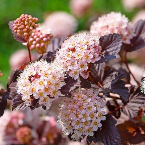 Physocarpe à feuilles d'obier 'Little Joker' ® (Physocarpus opulifolius 'Little Joker' ®) (1/5)