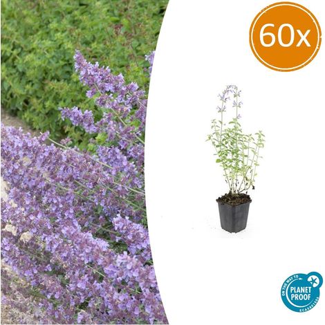 Lot de 60 Nepeta Walker's Low Plantes Vivaces Fleurs Bleu Lavande Pot Ø9cm H10-25cm - PANGIVO (1/5)