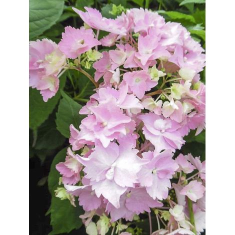Hortensia 'Cap Sizun' Pot de 2L/3L (1/2)