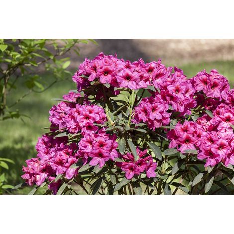 Rhododendron-Hybride 'Homer' Rhododendron Hybr.'Homer' C 5 30- 40 (1/5)