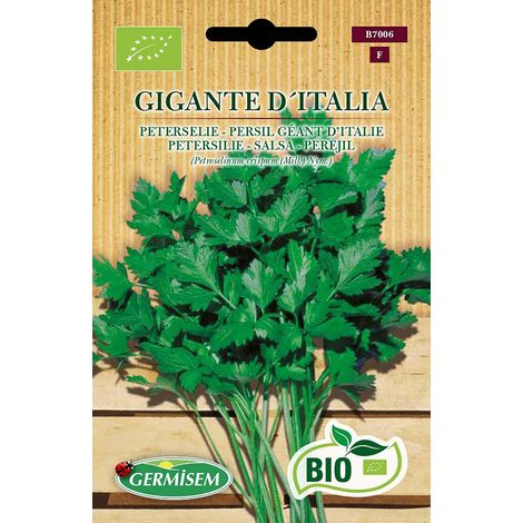 Bio Graines Persil Géant d'Italie GIGANTE D´ITALIA (1/5)
