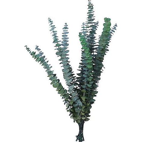10 branches de feuilles d'eucalyptus naturelles, non fanables et réutilisables, pour compositions florales, décoration de vase et accessoires photo. (1/5)