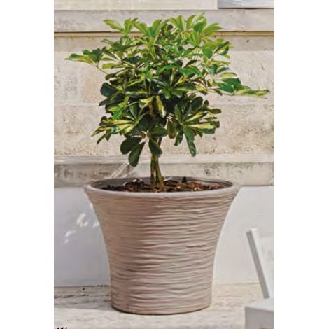 Campana rugosa Ragusa 40 Tortora TELCOM (1/2)