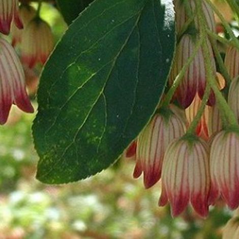 Andromède campanulée - Enkianthus campanulatus - 40-50 cm pot (1/4)