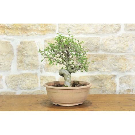 Pre bonsai di Olmo Campestre (2) (1/5)
