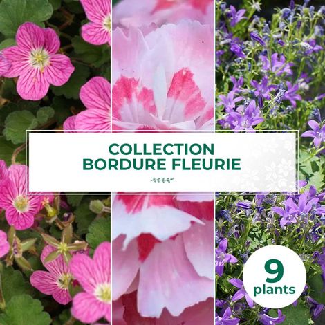 Collection de 9 vivaces pour bordure fleurie (1/2)