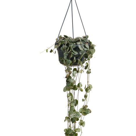 Bloomique - Ceropegia Woodii - Lanterne chinoise - Plante suspendue - Plante d'intérieur - Purificateur d'air - Facile d'entretien - Hauteur 15-20 cm - Pot 12 cm