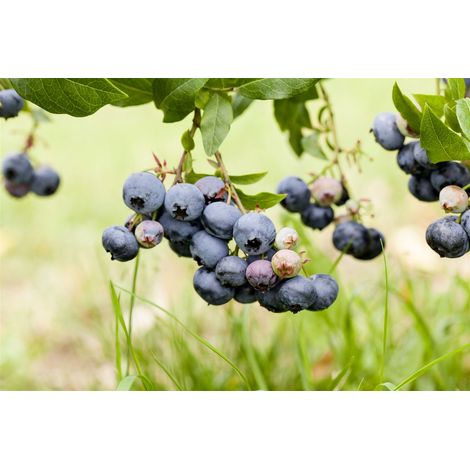 Heidelbeere 'Duke' Vaccinium corymbosum 'Duke' 15 L Topf 100-
