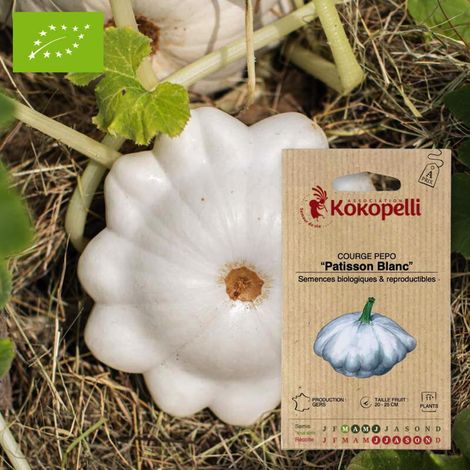 Courge Pepo Patisson Blanc