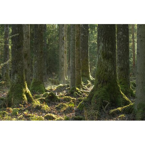 Tableau sur toile évasion en forêt 45x65 cm - Impression sur Toile Murale Décorative - Image imprimée en HD sur Toile - Toile sur Châssis en Bois FSC - Fabriqué en France