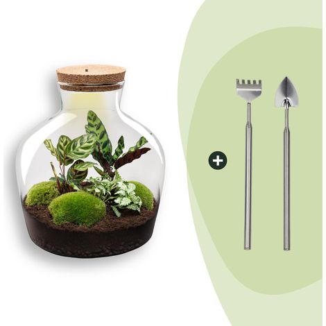 Terrarium de Plantes DIY avec Lumière Fat Joe Ø 29 x 30 cm Kit Écosystème Autonome - PANGIVO (1/3)