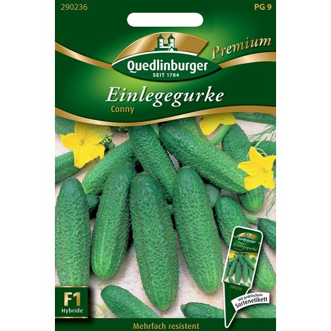 Quedlinburger Saatgut – Cornichon « Conny » – Graines de légumes, hybride très précoce, fruits de 6 à 12 cm (1/2)