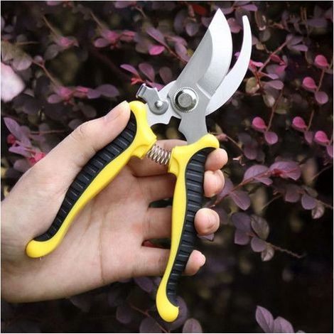 Sécateur en inox Cisailles de jardin multifonctionnelles Branche de fleur (1/5)