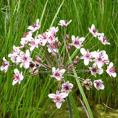 4 x Jonc fleuri - Butomus umbellatus - godet 9x9 cm (1/4)