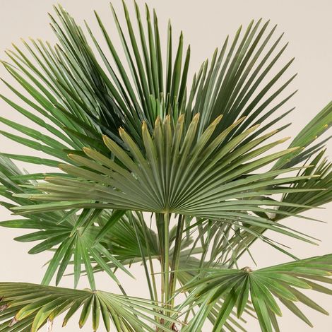 Palma cinese di Chusan "Trachycarpus fortunei" pianta in vaso  24 cm FOTO REALE