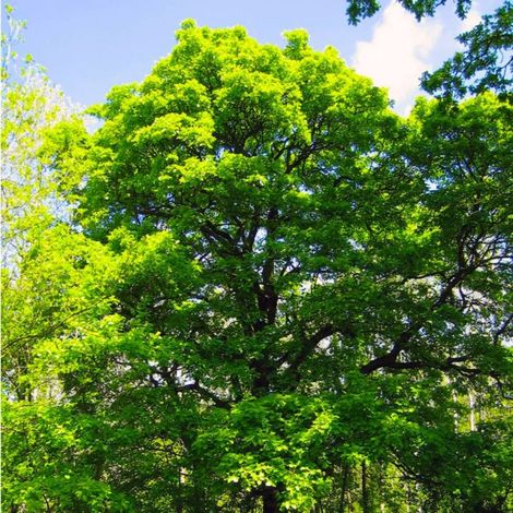 Pépinières Naudet – Alisier torminal (Sorbus torminalis) – Arbre rustique 20/40cm – Feuillage caduc doré à l'automne – Favorise la biodiversité (1/4)