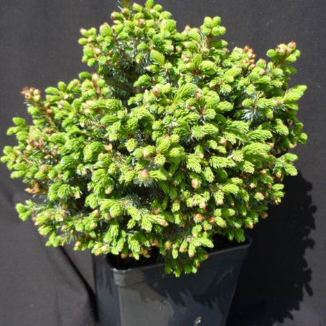 Épicéa de Serbie nain, Picea omorika/Pot de 3L - 20/40 cm (1/2)