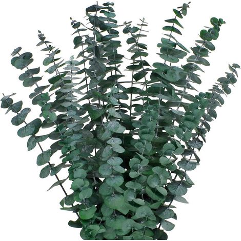Tiges D Eucalyptus - Séchées Naturellement - Pour Douche Spa Et Décoration Intérieure - Lot De 10 Pièces - Longueur 38 À 43 Cm