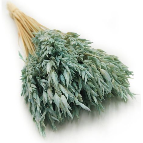 Avena secca - Menta