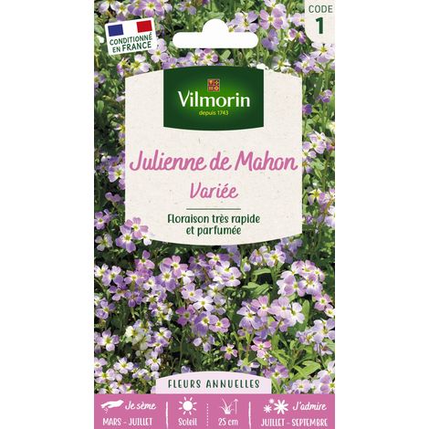 Julienne de Mahon Variée Vilmorin (1/2)