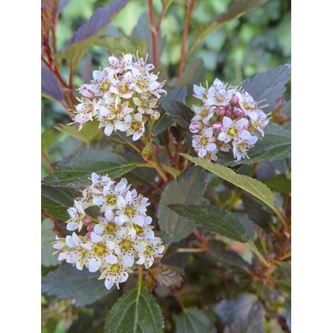 Physocarpe à feuilles d'Obier 'Little Joker' Godet de 8/9 cm