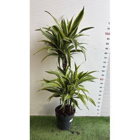 PIANTE DI DRACAENA in vaso 20 (foto reali)