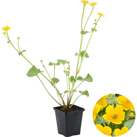 Bloomique - Caltha Palustris - Populage des marais - Plantes de bassin - Rustique - Hauteur 15-25 cm - Pot 9 cm