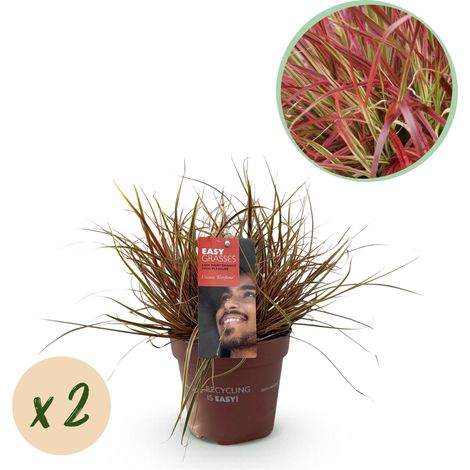 Graminée Ornementale Uncinia rubra Everflame Rouge - Lot de 2 Plantes Persistantes - Pot 17 cm - PANGIVO (1/4)
