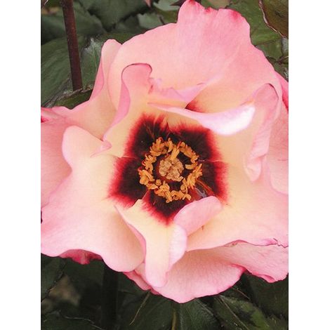 Rosier de Perse 'Alissar Princess of Phoenicia' Pot de 4L/5L (1/4)