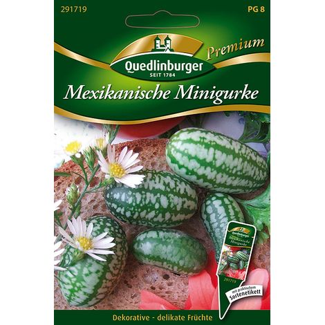 Quedlinburger Saatgut – Concombre miniature du Mexique (Melothria scabra) – Graines, plante grimpante, pousses jusqu'à 3 m