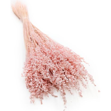 Briza Minima - Mini Seco - Rosa