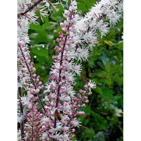 Bugbane 'Carbonella' Godet de 8/9 cm (1/2)