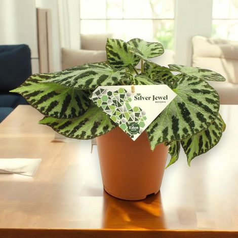Gardenaria Begonia 'Silver Jewel' - Pianta da interno ornamentale - Altezza: 30 cm (vaso 15) (1/4)