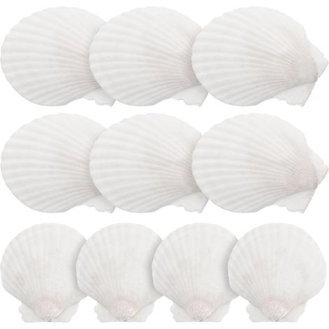 10 coquilles Saint-Jacques blanches, grands coquillages naturels pour la décoration et les loisirs créatifs