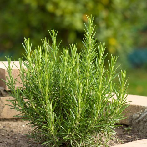 Bloomique - Lot de 3 - Rosmarinus Officinalis - Romarin - Plante aromatique - Plante de jardin - Résistant à l'hiver - Hauteur 10-20 cm - Pot 9x9 cm