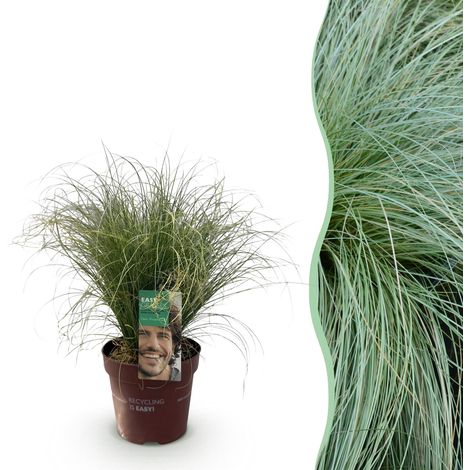 Graminée Ornementale Carex comans Frosted Curls - Plante Persistante et Rustique - Pot 17 cm - 50 cm - PANGIVO (1/5)