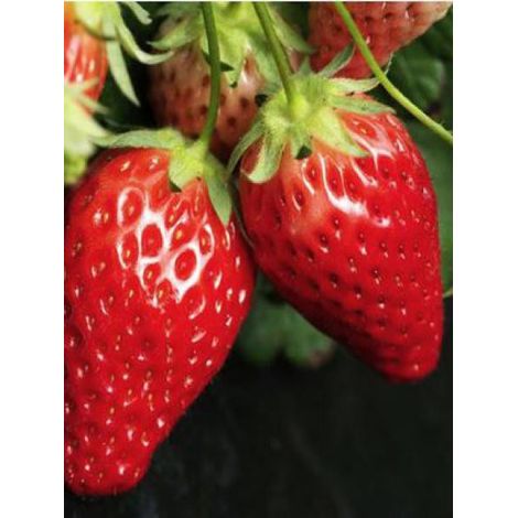 Fraisier 'Cirafine' - remontant Godet de 7/8 cm (par 3)
