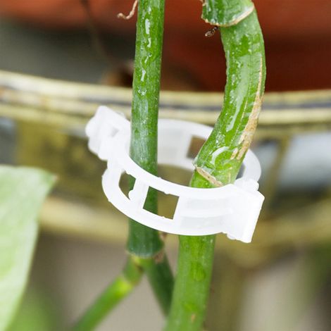 Soutien pour plantes  Lot de 100 attaches de croissance anti-âge  Résistance élevée, design ventilé  Pour tomates, melons, citrouilles (1/5)