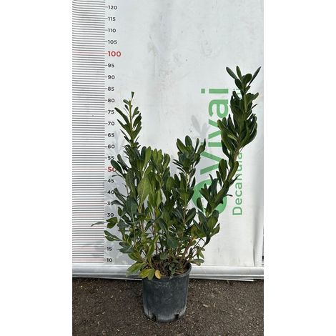 50 Piante di Pitosforo V18 H 60/80 cm – Pittosporum – Siepe Sempreverde